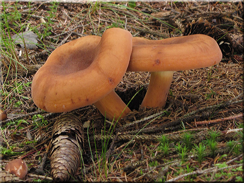 Brätling - Lactarius volemus