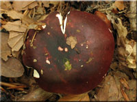 Purpurschwarzer Täubling - Russula atropurpurea