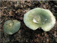 Violettgrüner Frauen-Täubling - Russula cyanoxantha