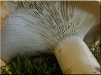 Gemeiner Weiß-Täubling - Russula delica
