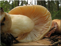 Gallen-Täubling - Russula fellea