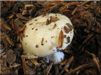 Fleischrosa Täubling - Russula incarnata
