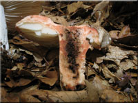 Dickblättriger Schwärz-Täubling - Russula nigricans