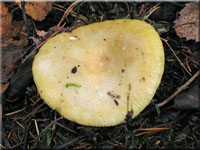 Ockerweißer Täubling - Russula ochroleuca