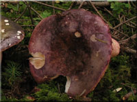 Rotstieliger Leder-Täubling - Russula olivacea