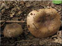 Kratzender Kamm-Täubling - Russula pectinatoides