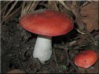 Ockerblättriger Zinnober-Täubling - Russula pseudointegra
