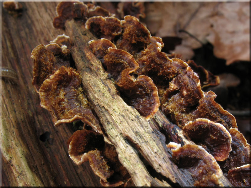 Zottiger Eichen-Schichtpilz - Stereum gausapatum