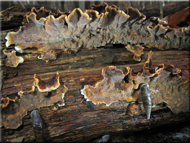 Zottiger Eichen-Schichtpilz - Stereum gausapatum