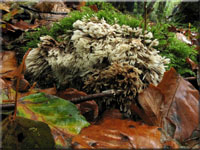 Stacheliger Warzenpilz - Thelephora penicillata