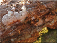 Weißlicher Drüsling - Exidia thuretiana