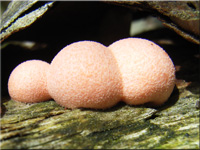 Blutmilchpilz - Lycogala epidendrum